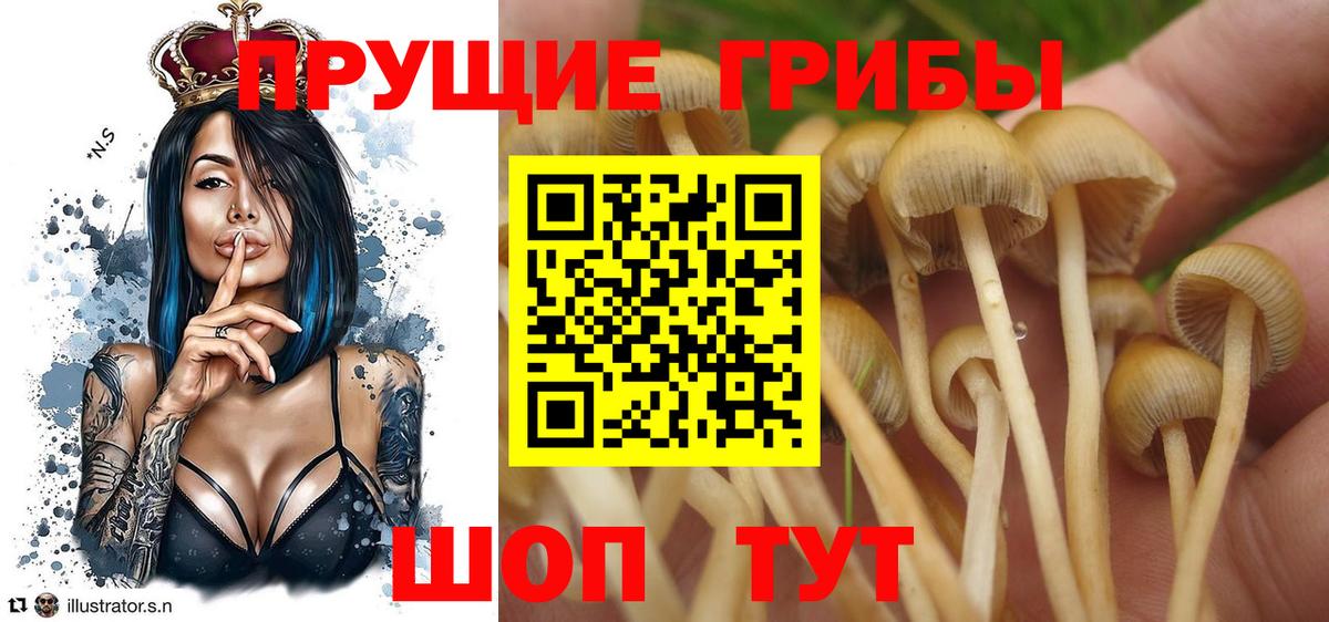 Зима  Псилоцибиновые грибы Psilocybine cubensis  Вход с VPN  Галлюциногенные грибы Psilocybe 